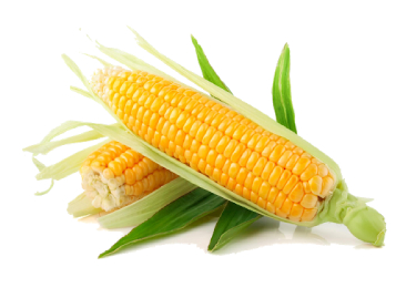 Maize