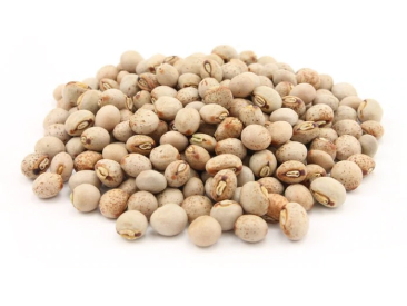 Pigeon Pea